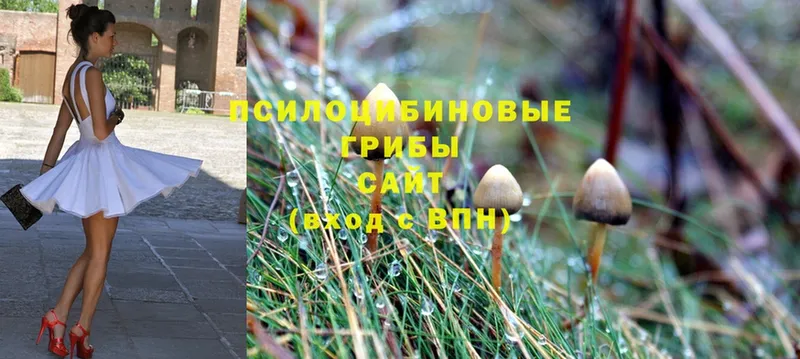 Галлюциногенные грибы Cubensis Дагестанские Огни